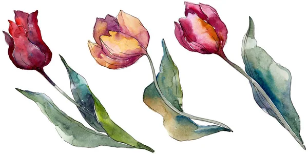 Tulipán Virágos Botanikus Virágok Vad Tavaszi Levél Vadvirág Elszigetelt Akvarell — Stock Fotó