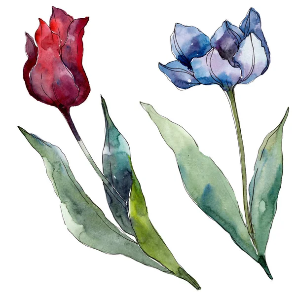 Tulip floral botanical flowers. Wild spring leaf wildflower isolated. Watercolor background illustration set. Watercolour drawing fashion aquarelle isolated. Isolated tulips illustration element.