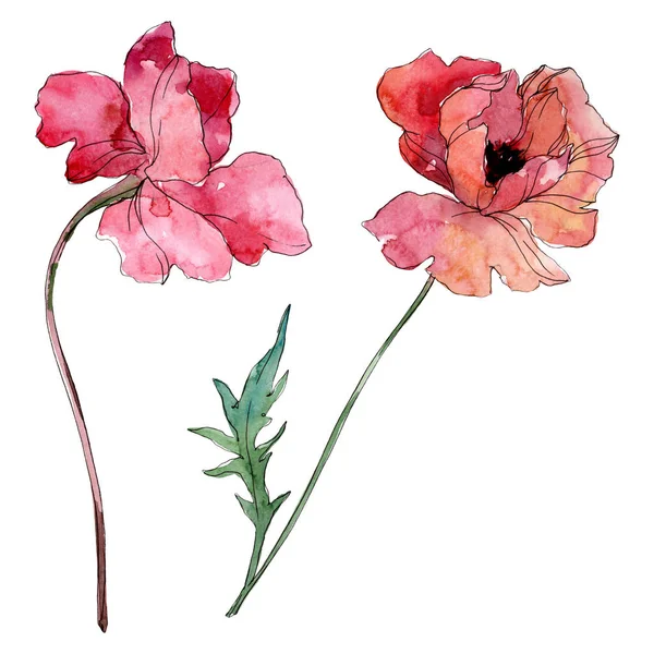 Klaproos Floral botanische bloem. Aquarel achtergrond illustratie instellen. Geïsoleerde papavers illustratie element. — Stockfoto