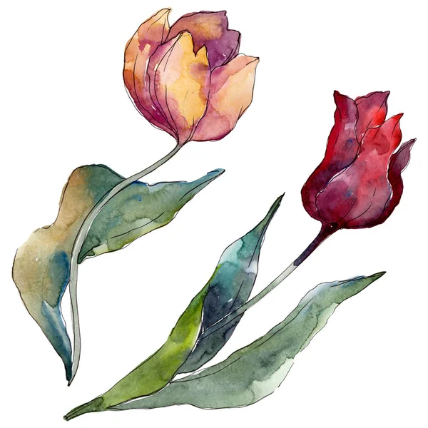 Тюльпан Квіткових Ботанічних Квітів Дикий Весняний Лист Ізольований Набір Ілюстрацій — стокове фото