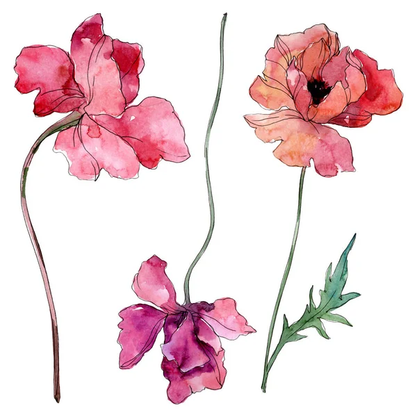 Klaproos Floral botanische bloem. Aquarel achtergrond illustratie instellen. Geïsoleerde papavers illustratie element. — Stockfoto