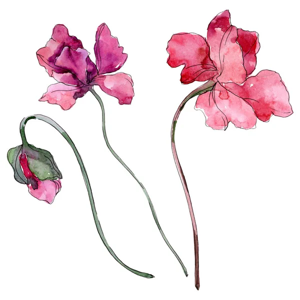 罂粟花植物花。水彩背景插图集。孤立的罂粟插图元素. — 图库照片