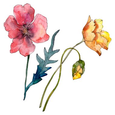 Poppy floral botanical flower. Wild spring leaf wildflower. Watercolor background illustration set. Watercolour drawing fashion aquarelle. Isolated poppies illustration element. clipart