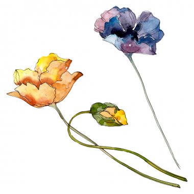 Haşhaş çiçek botanik çiçek. Yabani bahar yaprağı kır çiçeği. Suluboya arka plan illüstrasyon seti. Suluboya çizim moda aquarelle. İzole haşhaş illüstrasyon elemanı.