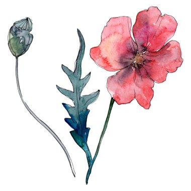 Poppy floral botanical flower. Wild spring leaf wildflower. Watercolor background illustration set. Watercolour drawing fashion aquarelle. Isolated poppies illustration element. clipart