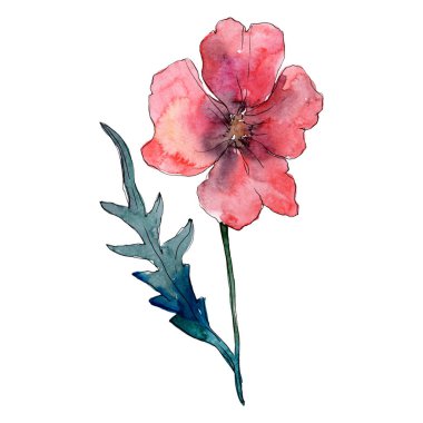 Haşhaş çiçek botanik çiçek. Yabani bahar yaprağı kır çiçeği. Suluboya arka plan illüstrasyon seti. Suluboya çizim moda aquarelle. İzole haşhaş illüstrasyon elemanı.