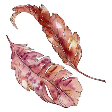 Kanat izole renkli kuş tüyü. Suluboya arka plan seti. Yalıtılmış tüyler illüstrasyon öğesi.