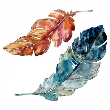 Kanat izole renkli kuş tüyü. Suluboya arka plan illüstrasyon seti. Yalıtılmış tüy çizim elemanı.