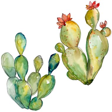 Yeşil kaktüs çiçek botanik çiçekleri. Suluboya arka plan illüstrasyon seti. Yalıtılmış kaktüs ler illüstrasyon elemanı.
