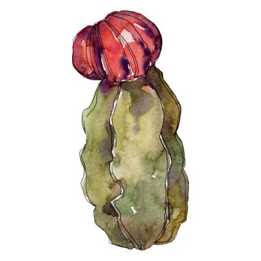 Kaktüs çiçek botanik çiçekleri. Yabani bahar yaprağı kır çiçeği izole. Suluboya arka plan illüstrasyon seti. Suluboya çizim moda aquarelle. Yalıtılmış kaktüs ler illüstrasyon elemanı.