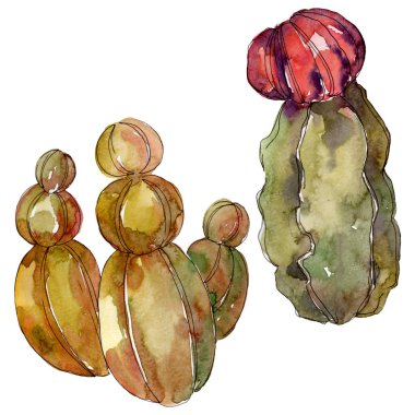 Kaktüs çiçek botanik çiçekleri. Yabani bahar yaprağı kır çiçeği izole. Suluboya arka plan illüstrasyon seti. Suluboya çizim moda aquarelle. Yalıtılmış kaktüs ler illüstrasyon elemanı.