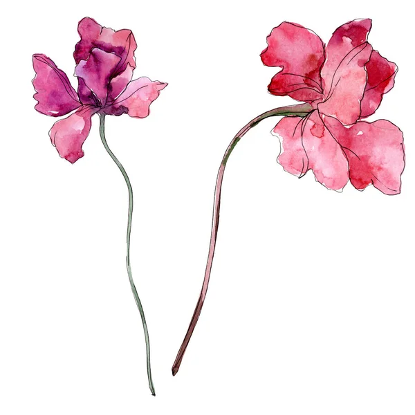 Klaproos Floral botanische bloem. Aquarel achtergrond illustratie instellen. Geïsoleerde papavers illustratie element. — Stockfoto