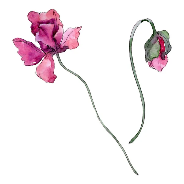 Poppy floral botanical flower. Watercolor background illustration set. Isolated poppies illustration element. — Stock Photo, Image