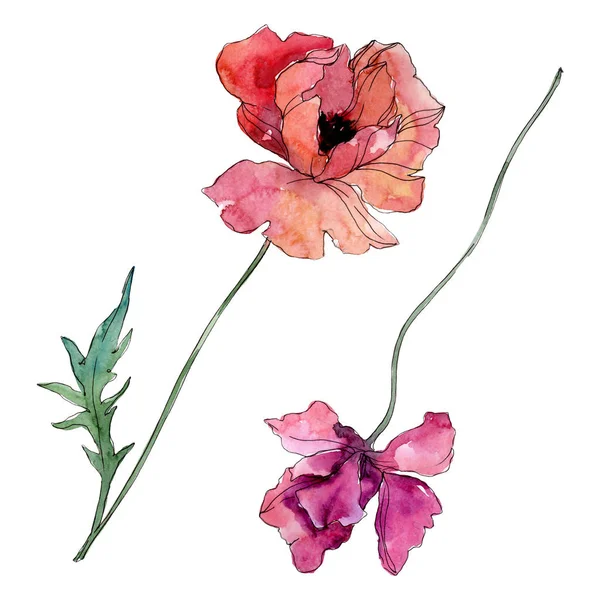 Fleur botanique florale de pavot. Ensemble d'illustration de fond aquarelle. Élément d'illustration de coquelicots isolés . — Photo