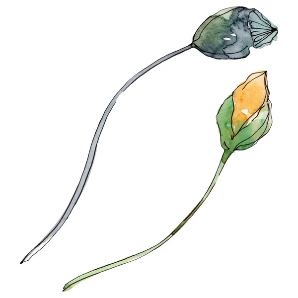 양귀비 꽃입니다 야생화입니다 수채화 일러스트 세트입니다 수채화 그리기 아쿠아렐 양귀비 — 스톡 사진