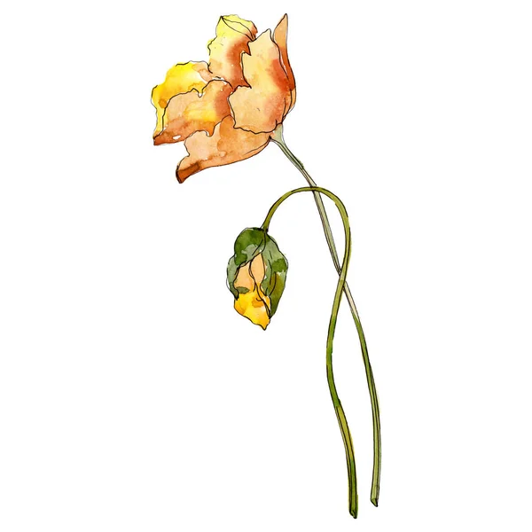 Παπαρούνα Floral Βοτανικό Λουλούδι Άγριο Λουλούδι Φύλλων Ελατηρίου Σύνολο Εικονογράφησης — Φωτογραφία Αρχείου