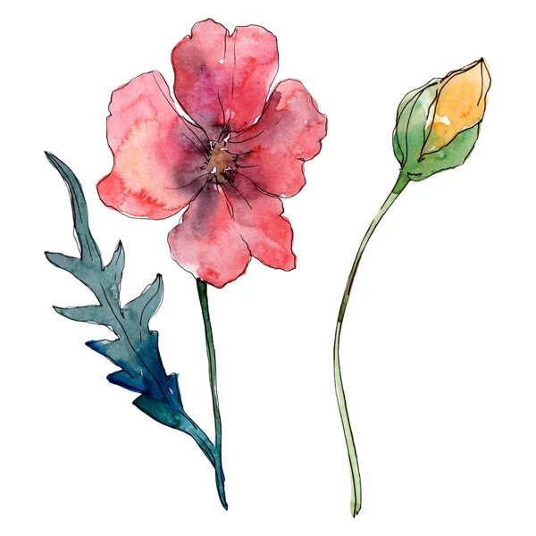 Mak Kwiatowy Kwiat Botaniczny Dziki Kwiat Liści Wiosny Akwarela Zestaw — Zdjęcie stockowe