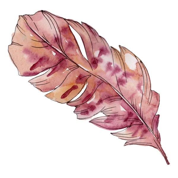 Colorful bird feather from wing isolated. Watercolor background set. Isolated feathers illustration element. — Stock Photo, Image