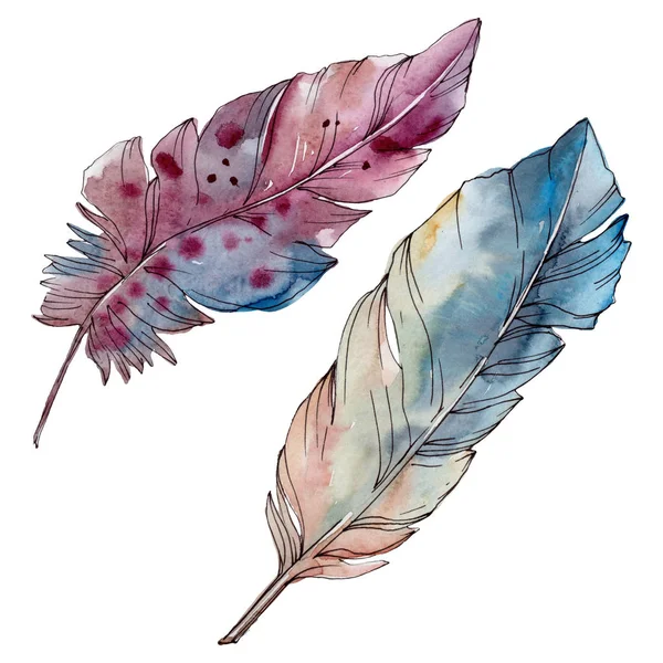 Colorful bird feather from wing isolated. Watercolor background set. Isolated feathers illustration element. — Stock Photo, Image