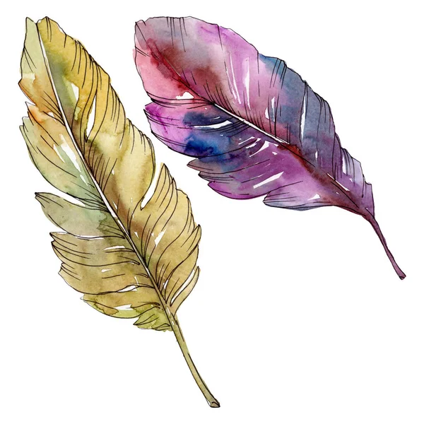 Colorful bird feather from wing isolated. Watercolor background illustration set. Isolated feather illustration element. — Stock Photo, Image