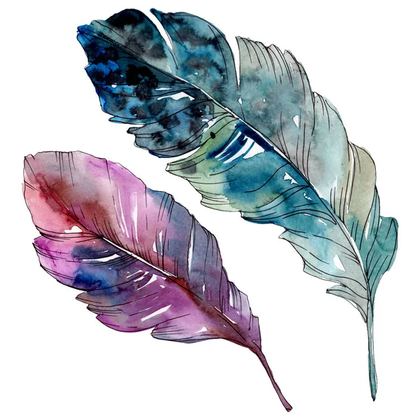 Colorful bird feather from wing isolated. Watercolor background illustration set. Isolated feather illustration element. — Stock Photo, Image