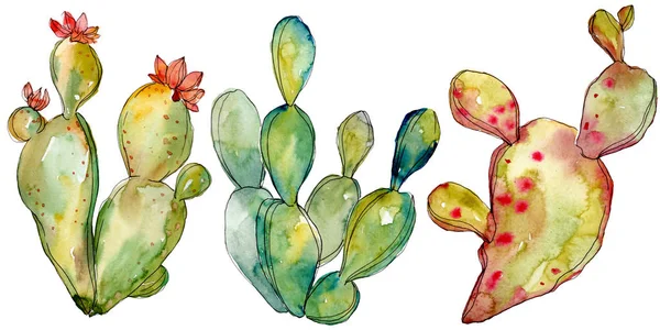 Fleurs botaniques florales de cactus vert. Ensemble d'illustration de fond aquarelle. Élément d'illustration de cactus isolés . — Photo