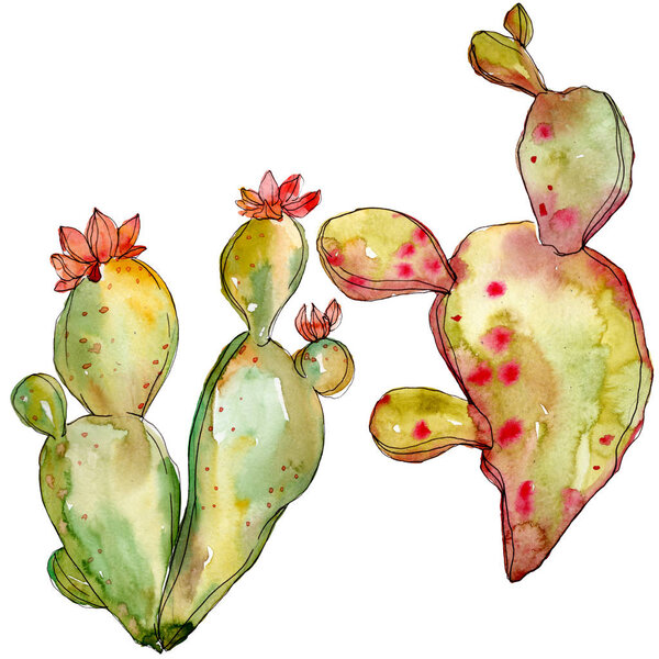 Green cactus floral botanical flowers. Watercolor background illustration set. Isolated cacti illustration element.