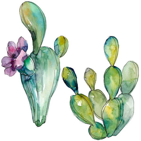 Bunga botani kaktus hijau. Set ilustrasi latar belakang cat air. Elemen ilustrasi cacti yang terisolasi . — Stok Foto