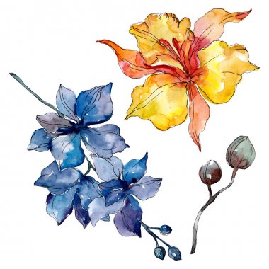 Orkide çiçek botanik çiçekleri. Yabani bahar yaprağı kır çiçeği izole. Suluboya arka plan illüstrasyon seti. Suluboya çizim moda aquarelle. İzole orkide illüstrasyon elemanı.
