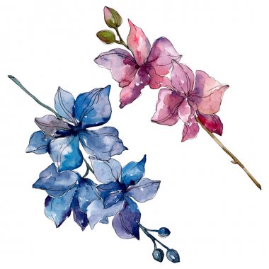 Orkide çiçek botanik çiçekleri. Yabani bahar yaprağı kır çiçeği izole. Suluboya arka plan illüstrasyon seti. Suluboya çizim moda aquarelle. İzole orkide illüstrasyon elemanı.
