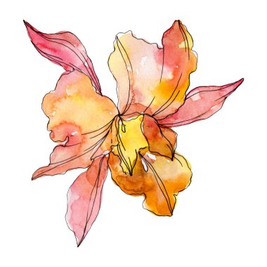 Turuncu orkide çiçek botanik çiçekleri. Yabani bahar yaprağı kır çiçeği izole. Suluboya arka plan illüstrasyon seti. Suluboya çizim moda aquarelle. İzole orkide illüstrasyon elemanı.