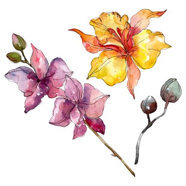 Orkide çiçek botanik çiçekleri. Yabani bahar yaprağı kır çiçeği izole. Suluboya arka plan illüstrasyon seti. Suluboya çizim moda aquarelle. İzole orkide illüstrasyon elemanı.