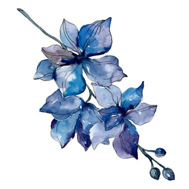 Mavi orkide çiçek botanik çiçekleri. Yabani bahar yaprağı kır çiçeği izole. Suluboya arka plan illüstrasyon seti. Suluboya çizim moda aquarelle. İzole orkide illüstrasyon elemanı.