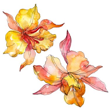 Orkide çiçek botanik çiçekleri. Yabani bahar yaprağı kır çiçeği izole. Suluboya arka plan illüstrasyon seti. Suluboya çizim moda aquarelle. İzole orkide illüstrasyon elemanı.