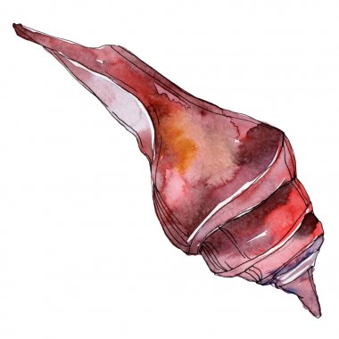 Yaz plaj deniz kabuğu tropikal unsurlar. Suluboya arka plan seti. Yalıtılmış kabuk illüstrasyon elemanı.