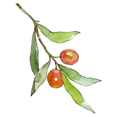 Yeşil meyveli zeytin dalı. Suluboya arka plan illüstrasyon seti. İzole zeytin illüstrasyon elemanı.