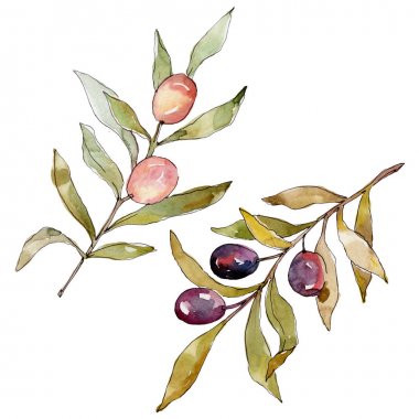 Siyah ve yeşil MEYVELERLE zeytin dalı. Suluboya arka plan illüstrasyon seti. Suluboya çizim moda Aquarelle izole. İzole zeytin illüstrasyon eleman.