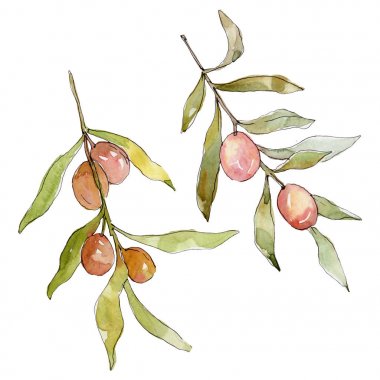 Yeşil meyveli zeytin dalı. Suluboya arka plan illüstrasyon seti. Suluboya çizim moda aquarelle izole. İzole zeytin illüstrasyon elemanı.