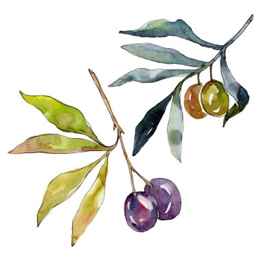 Siyah ve yeşil MEYVELERLE zeytin dalı. Suluboya arka plan illüstrasyon seti. Suluboya çizim moda Aquarelle izole. İzole zeytin illüstrasyon eleman.