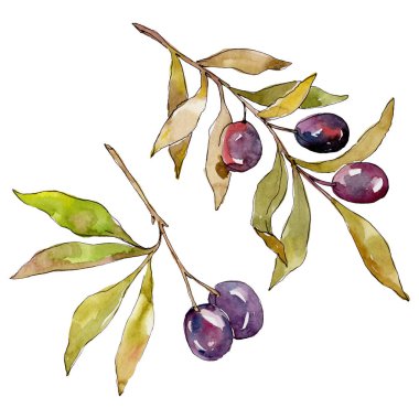 Siyah meyveli zeytin dalı. Suluboya arka plan illüstrasyon seti. Suluboya çizim moda aquarelle izole. İzole zeytin illüstrasyon elemanı.