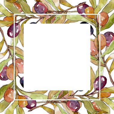 Siyah ve yeşil MEYVELERLE zeytin dalı. Suluboya arka plan illüstrasyon seti. Suluboya çizim moda Aquarelle izole. Çerçeve kenarlık süsleme kare.