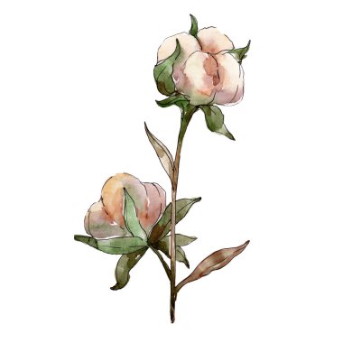 Beyaz pamuk çiçek botanik çiçekler. Suluboya arka plan illüstrasyon seti. İzole pamuk illüstrasyon elemanı.