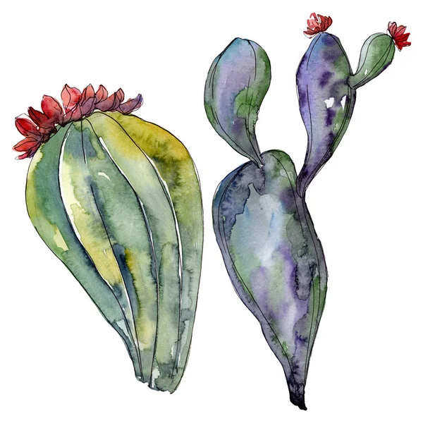 Kaktus Blommiga Botaniska Blommor Wild Spring Leaf Wildflower Isolerad Akvarell — Stockfoto