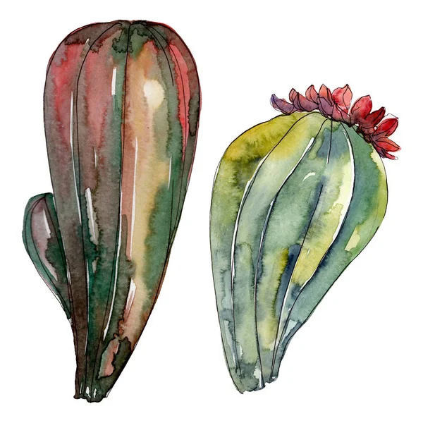 Kaktusz Virágos Botanikai Virágok Vad Tavaszi Levél Vadvirág Elszigetelt Akvarell — Stock Fotó