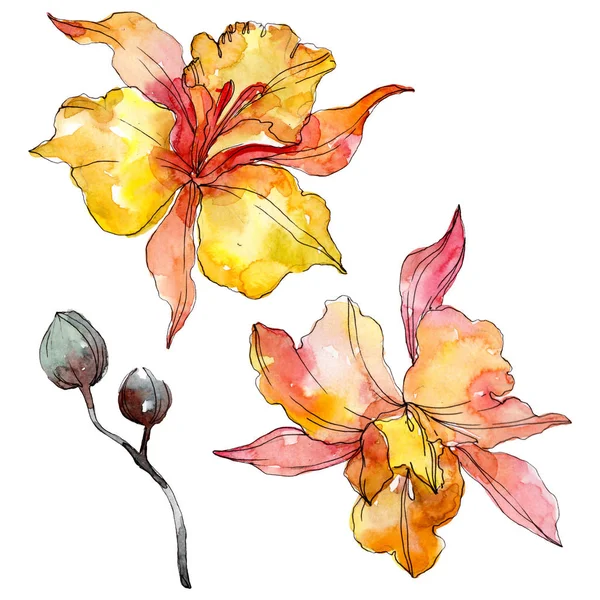 Orchid Floral Botanical Flowers Wild Spring Leaf Wildflower Isolated Watercolor — Stock Photo, Image