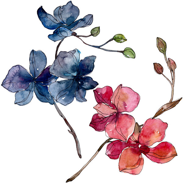 Орхидея цветочные ботанические цветы. Набор акварельных фонов. Изолированный элемент иллюстрации орхидей
.