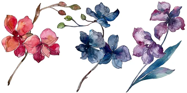 兰花植物花。水彩背景插图集。独立兰花插图元素. — 图库照片