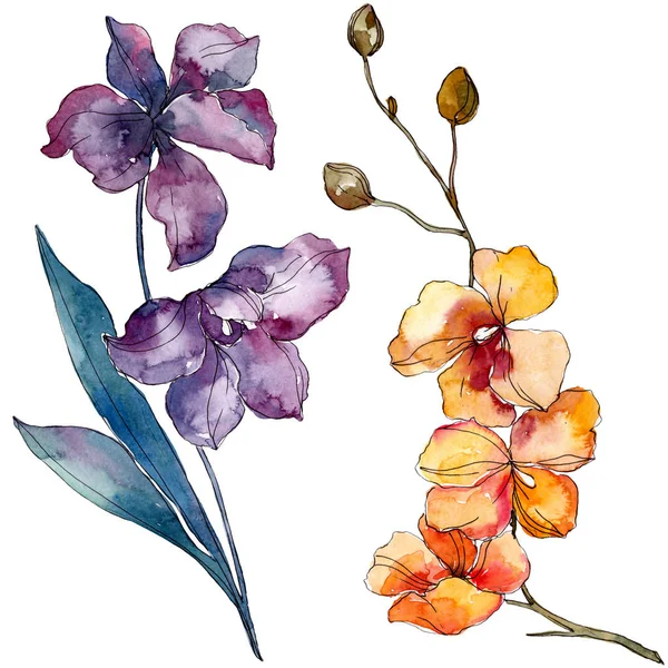 Fiori botanici floreali del Orchid. Acquerello sfondo illustrazione set. Elemento di illustrazione isolata delle orchidee . — Foto Stock