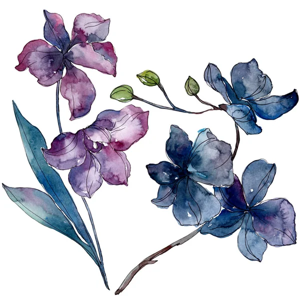 Flores botânicas florais de orquídea. Conjunto de ilustração de fundo aquarela. Elemento de ilustração isolado das orquídeas . — Fotografia de Stock