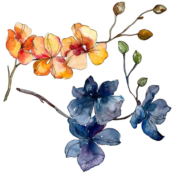 난초 꽃 식물 꽃입니다. 수채화 배경 일러스트 세트입니다. 절연 된 오초 그림 요소. — 스톡 사진